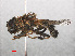  ( - RMNH.INS.547667)  @11 [ ] CreativeCommons - Attribution Non-Commercial Share-Alike (2013) Unspecified Naturalis Biodiversity Center