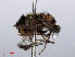  ( - RMNH.INS.547670)  @12 [ ] CreativeCommons - Attribution Non-Commercial Share-Alike (2013) Unspecified Naturalis Biodiversity Center