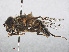  ( - RMNH.INS.547675)  @11 [ ] CreativeCommons - Attribution Non-Commercial Share-Alike (2013) Unspecified Naturalis Biodiversity Center