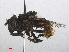  ( - RMNH.INS.547683)  @11 [ ] CreativeCommons - Attribution Non-Commercial Share-Alike (2013) Unspecified Naturalis Biodiversity Center