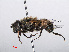  ( - RMNH.INS.547714)  @13 [ ] CreativeCommons - Attribution Non-Commercial Share-Alike (2013) Unspecified Naturalis Biodiversity Center