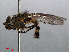  ( - RMNH.INS.547719)  @13 [ ] CreativeCommons - Attribution Non-Commercial Share-Alike (2013) Unspecified Naturalis Biodiversity Center