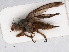 ( - RMNH.INS.547726)  @11 [ ] CreativeCommons - Attribution Non-Commercial Share-Alike (2013) Unspecified Naturalis Biodiversity Center