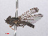  ( - RMNH.INS.547746)  @12 [ ] CreativeCommons - Attribution Non-Commercial Share-Alike (2013) Unspecified Naturalis Biodiversity Center