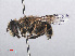  ( - RMNH.INS.547761)  @13 [ ] CreativeCommons - Attribution Non-Commercial Share-Alike (2013) Unspecified Naturalis Biodiversity Center