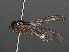  ( - RMNH.INS.547813)  @12 [ ] CreativeCommons - Attribution Non-Commercial Share-Alike (2013) Unspecified Naturalis Biodiversity Center