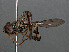  ( - RMNH.INS.547814)  @12 [ ] CreativeCommons - Attribution Non-Commercial Share-Alike (2013) Unspecified Naturalis Biodiversity Center