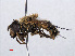  ( - RMNH.INS.547822)  @11 [ ] CreativeCommons - Attribution Non-Commercial Share-Alike (2013) Unspecified Naturalis Biodiversity Center