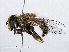  ( - RMNH.INS.550383)  @13 [ ] CreativeCommons - Attribution Non-Commercial Share-Alike (2013) Unspecified Naturalis Biodiversity Center