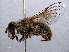  ( - RMNH.INS.550393)  @13 [ ] CreativeCommons - Attribution Non-Commercial Share-Alike (2013) Unspecified Naturalis Biodiversity Center