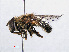  ( - RMNH.INS.550413)  @11 [ ] CreativeCommons - Attribution Non-Commercial Share-Alike (2013) Unspecified Naturalis Biodiversity Center