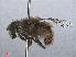  ( - RMNH.INS.550417)  @13 [ ] CreativeCommons - Attribution Non-Commercial Share-Alike (2013) Unspecified Naturalis Biodiversity Center