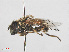  ( - RMNH.INS.550419)  @13 [ ] CreativeCommons - Attribution Non-Commercial Share-Alike (2013) Unspecified Naturalis Biodiversity Center