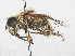  ( - RMNH.INS.550420)  @12 [ ] CreativeCommons - Attribution Non-Commercial Share-Alike (2013) Unspecified Naturalis Biodiversity Center