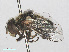  ( - RMNH.INS.550425)  @12 [ ] CreativeCommons - Attribution Non-Commercial Share-Alike (2013) Unspecified Naturalis Biodiversity Center