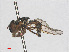 ( - RMNH.INS.550433)  @12 [ ] CreativeCommons - Attribution Non-Commercial Share-Alike (2013) Unspecified Naturalis Biodiversity Center