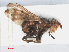  ( - RMNH.INS.550441)  @11 [ ] CreativeCommons - Attribution Non-Commercial Share-Alike (2013) Unspecified Naturalis Biodiversity Center