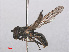  ( - RMNH.INS.550449)  @11 [ ] CreativeCommons - Attribution Non-Commercial Share-Alike (2013) Unspecified Naturalis Biodiversity Center