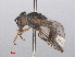  ( - RMNH.INS.550452)  @13 [ ] CreativeCommons - Attribution Non-Commercial Share-Alike (2013) Unspecified Naturalis Biodiversity Center