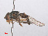  ( - RMNH.INS.550460)  @13 [ ] CreativeCommons - Attribution Non-Commercial Share-Alike (2013) Unspecified Naturalis Biodiversity Center