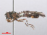  ( - RMNH.INS.550461)  @13 [ ] CreativeCommons - Attribution Non-Commercial Share-Alike (2013) Unspecified Naturalis Biodiversity Center