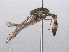  ( - RMNH.INS.550462)  @12 [ ] CreativeCommons - Attribution Non-Commercial Share-Alike (2013) Unspecified Naturalis Biodiversity Center