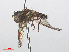  ( - RMNH.INS.550468)  @12 [ ] CreativeCommons - Attribution Non-Commercial Share-Alike (2013) Unspecified Naturalis Biodiversity Center