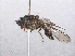  ( - RMNH.INS.550476)  @13 [ ] CreativeCommons - Attribution Non-Commercial Share-Alike (2013) Unspecified Naturalis Biodiversity Center