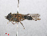  ( - RMNH.INS.550485)  @12 [ ] CreativeCommons - Attribution Non-Commercial Share-Alike (2013) Unspecified Naturalis Biodiversity Center