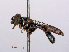  ( - RMNH.INS.550504)  @11 [ ] CreativeCommons - Attribution Non-Commercial Share-Alike (2013) Unspecified Naturalis Biodiversity Center