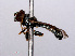  ( - RMNH.INS.550510)  @13 [ ] CreativeCommons - Attribution Non-Commercial Share-Alike (2013) Unspecified Naturalis Biodiversity Center