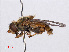  ( - RMNH.INS.550518)  @11 [ ] CreativeCommons - Attribution Non-Commercial Share-Alike (2013) Unspecified Naturalis Biodiversity Center