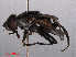  ( - RMNH.INS.550528)  @13 [ ] CreativeCommons - Attribution Non-Commercial Share-Alike (2013) Unspecified Naturalis Biodiversity Center