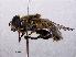  ( - RMNH.INS.550532)  @13 [ ] CreativeCommons - Attribution Non-Commercial Share-Alike (2013) Unspecified Naturalis Biodiversity Center