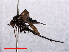  (Empis ciliata - RMNH.INS.550556)  @12 [ ] CreativeCommons - Attribution Non-Commercial Share-Alike (2013) Unspecified Naturalis Biodiversity Center