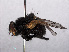  ( - RMNH.INS.550557)  @12 [ ] CreativeCommons - Attribution Non-Commercial Share-Alike (2013) Unspecified Naturalis Biodiversity Center