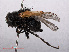  ( - RMNH.INS.550558)  @12 [ ] CreativeCommons - Attribution Non-Commercial Share-Alike (2013) Unspecified Naturalis Biodiversity Center