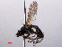  ( - RMNH.INS.550589)  @11 [ ] CreativeCommons - Attribution Non-Commercial Share-Alike (2013) Unspecified Naturalis Biodiversity Center