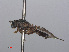  ( - RMNH.INS.550591)  @11 [ ] CreativeCommons - Attribution Non-Commercial Share-Alike (2013) Unspecified Naturalis Biodiversity Center