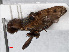 ( - RMNH.INS.550602)  @11 [ ] CreativeCommons - Attribution Non-Commercial Share-Alike (2013) Unspecified Naturalis Biodiversity Center