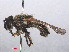  ( - RMNH.INS.550611)  @11 [ ] CreativeCommons - Attribution Non-Commercial Share-Alike (2013) Unspecified Naturalis Biodiversity Center