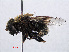  ( - RMNH.INS.550613)  @11 [ ] CreativeCommons - Attribution Non-Commercial Share-Alike (2013) Unspecified Naturalis Biodiversity Center