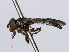  ( - RMNH.INS.551228)  @11 [ ] CreativeCommons - Attribution Non-Commercial Share-Alike (2013) Unspecified Naturalis Biodiversity Center