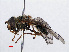  ( - RMNH.INS.551239)  @13 [ ] CreativeCommons - Attribution Non-Commercial Share-Alike (2013) Unspecified Naturalis Biodiversity Center