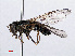  ( - RMNH.INS.551240)  @14 [ ] CreativeCommons - Attribution Non-Commercial Share-Alike (2013) Unspecified Naturalis Biodiversity Center