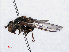  ( - RMNH.INS.551242)  @13 [ ] CreativeCommons - Attribution Non-Commercial Share-Alike (2013) Unspecified Naturalis Biodiversity Center
