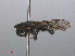  ( - RMNH.INS.551248)  @11 [ ] CreativeCommons - Attribution Non-Commercial Share-Alike (2013) Unspecified Naturalis Biodiversity Center