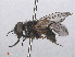  (Musca domestica - RMNH.INS.551258)  @15 [ ] CreativeCommons - Attribution Non-Commercial Share-Alike (2013) Unspecified Naturalis Biodiversity Center
