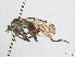  (Empis variegata - RMNH.INS.551263)  @14 [ ] CreativeCommons - Attribution Non-Commercial Share-Alike (2013) Unspecified Naturalis Biodiversity Center