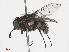  (Graphomya maculata - RMNH.INS.551334)  @13 [ ] CreativeCommons - Attribution Non-Commercial Share-Alike (2013) Unspecified Naturalis Biodiversity Center